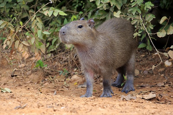 Capybara