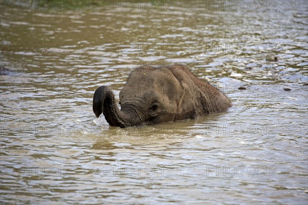 Asian sri lankan elephant