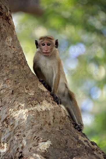 Toque macaque