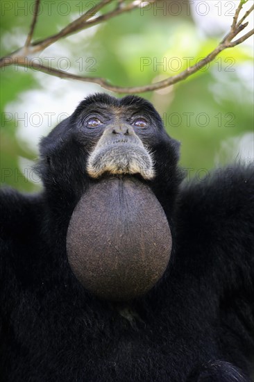 Siamang