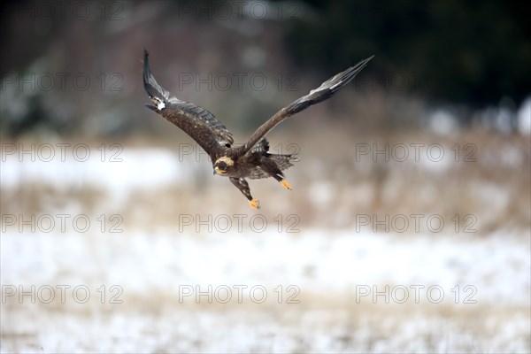 Steppe eagle