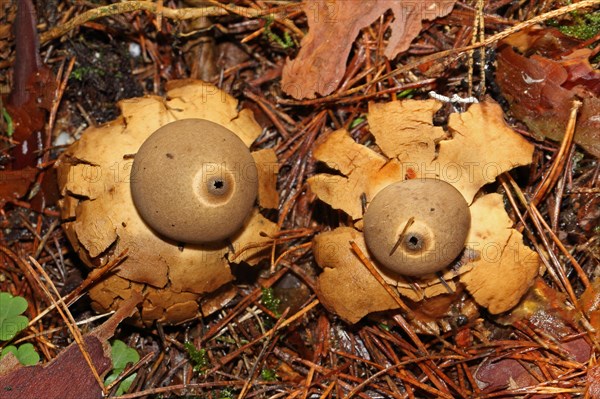 Ruffed Earth Star