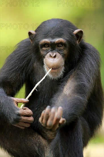 Chimpanzee