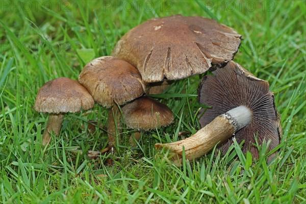 Mourning widow mushroom