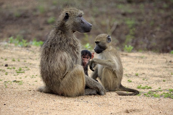 Chacma Baboon