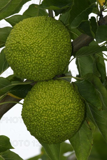 Osage Orange