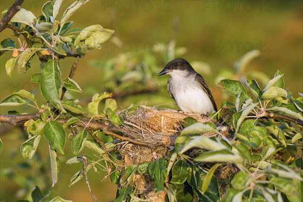 Eastern Kingbird