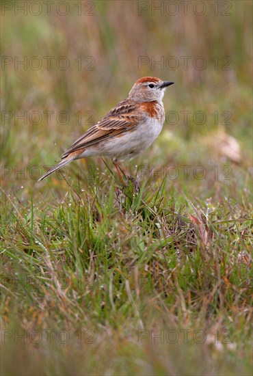 Red-capped Lark