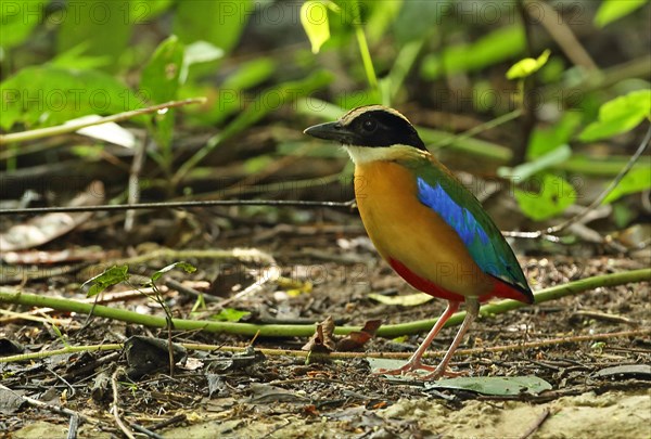 Blue-winged Pitta