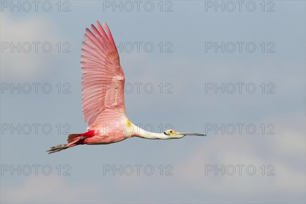 Roseate spoonbill