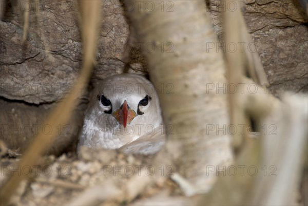 Red-tailed Tropicbird