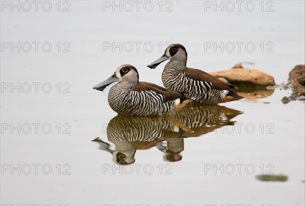 Pink-eared pink-eared duck