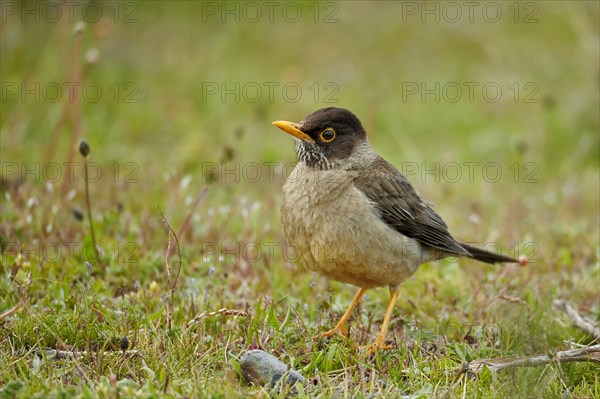 Austral Thrush