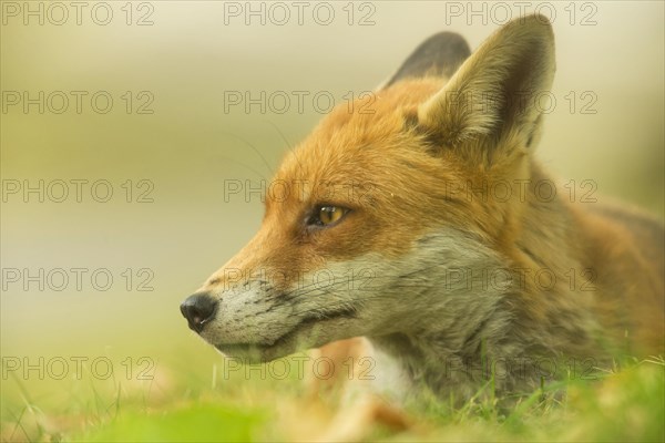 European Red Fox