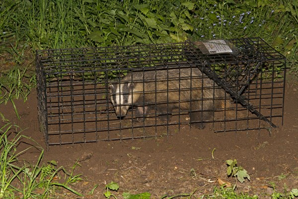 Eurasian Badger