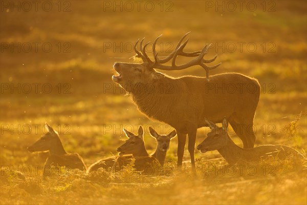 Red Deer