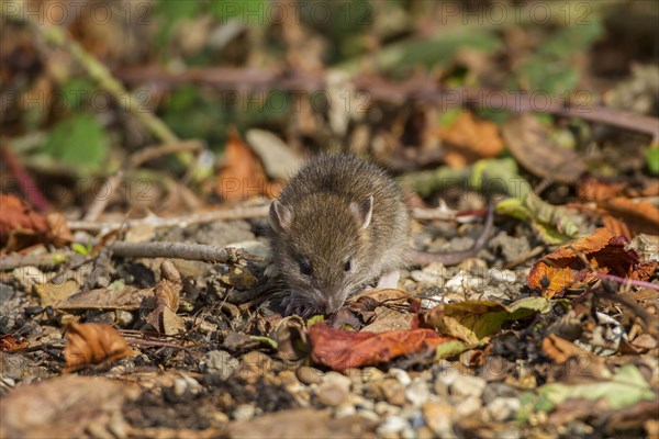 Norway rat