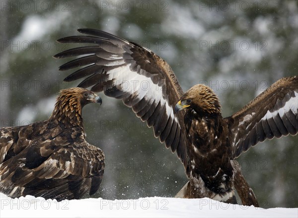 Golden eagle