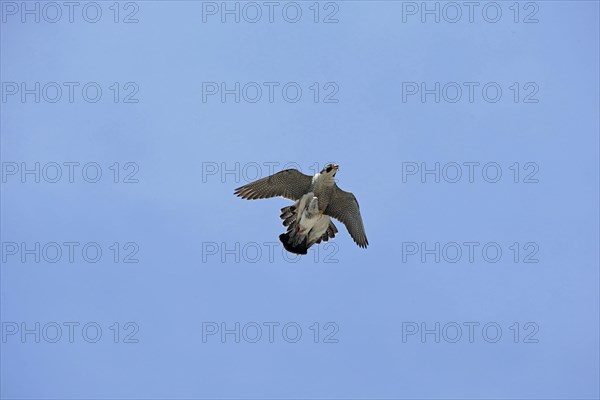 Peregrine falcon