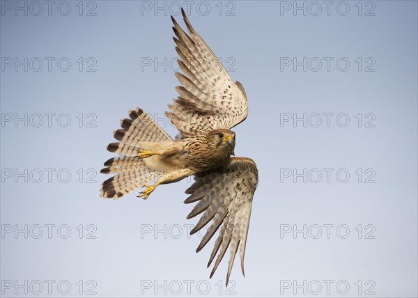 Common Kestrel