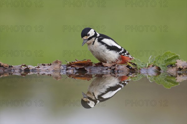 Great Spotted Woodpecker