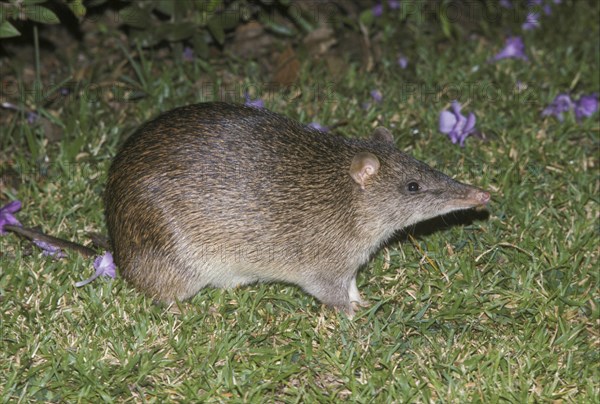 Southern brown bandicoot