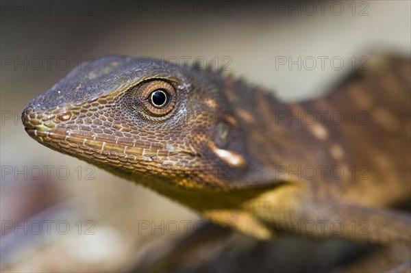 Green crested lizard