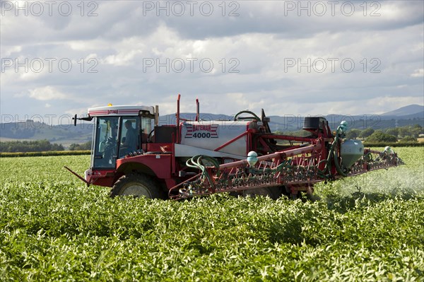 Spraying potatoes