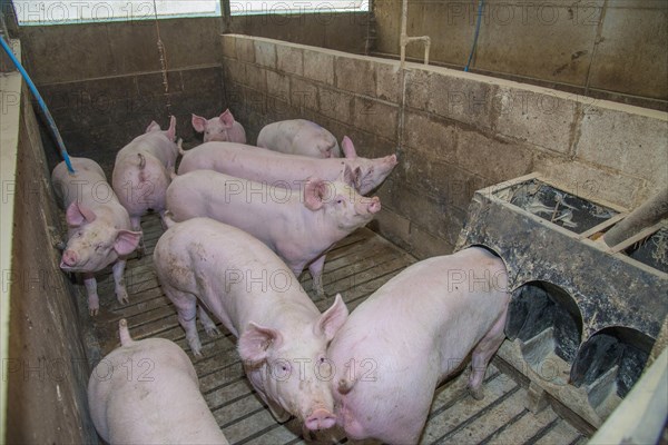 Pig farming