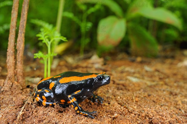 Banded Rubber Frog