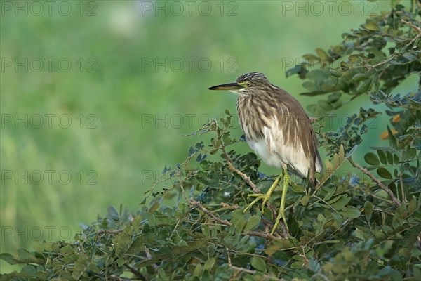 Indian Pond-heron