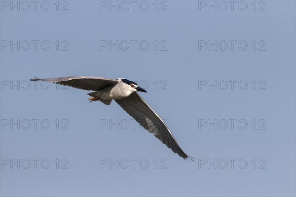 Night Heron with Black Crown Flying at Lake Kerkini Northern Greece