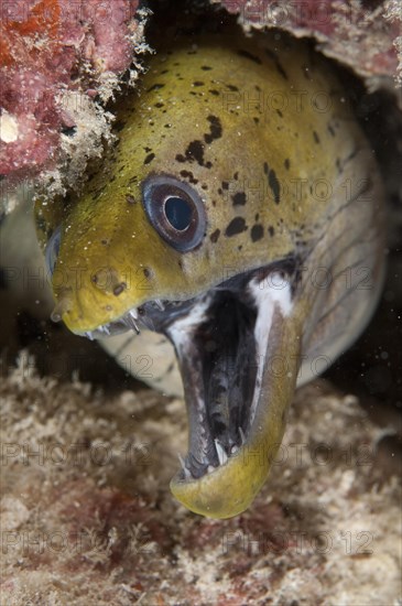 Fimbriated Moray