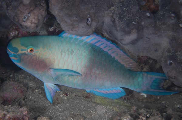 Bleeker's Parrotfish