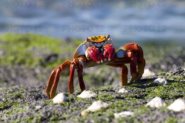 Red rock crabs