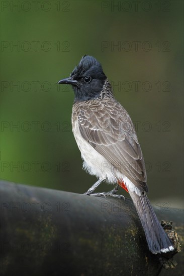 Red-vented Bulbul