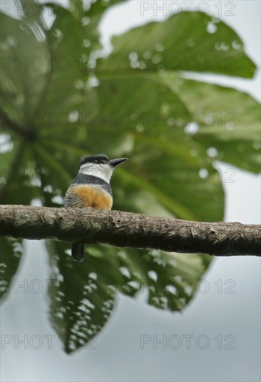 Red-bellied Puffbird