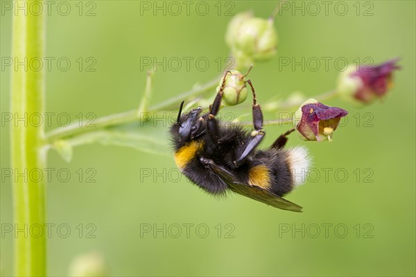 Bombus leucorum