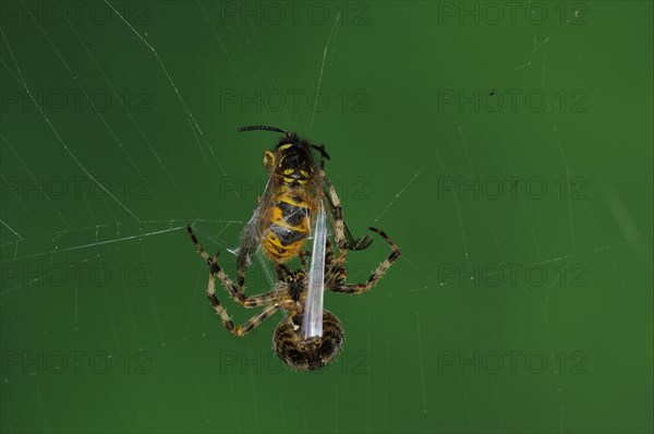 Adult european garden spider