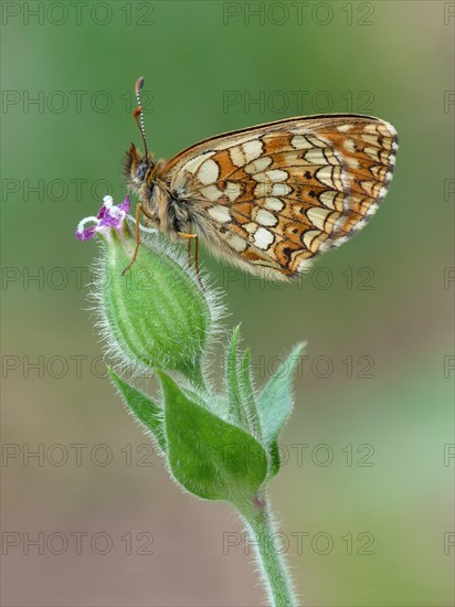 False false heath fritillary