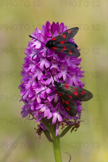 Five-spot Burnet