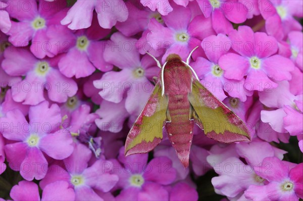 Small elephant hawk-moth