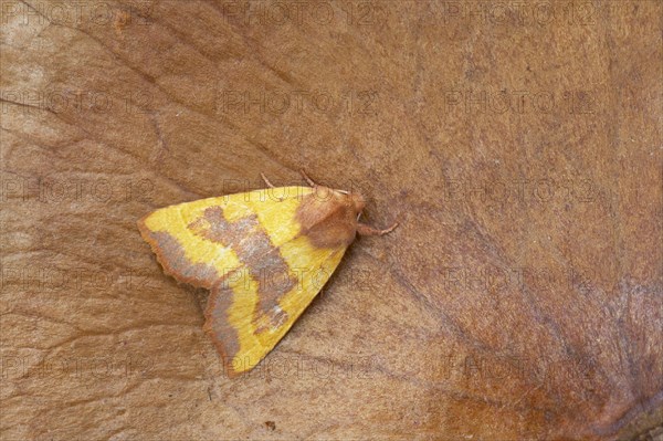 Centre-barred Sallow