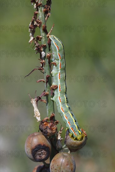 Larva of the sword-grass