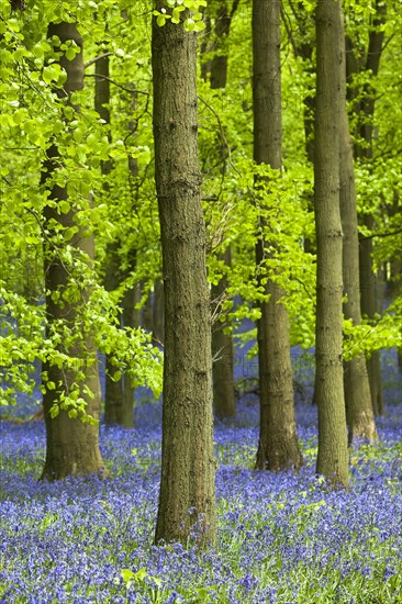 Hyacinthoides non-scripta