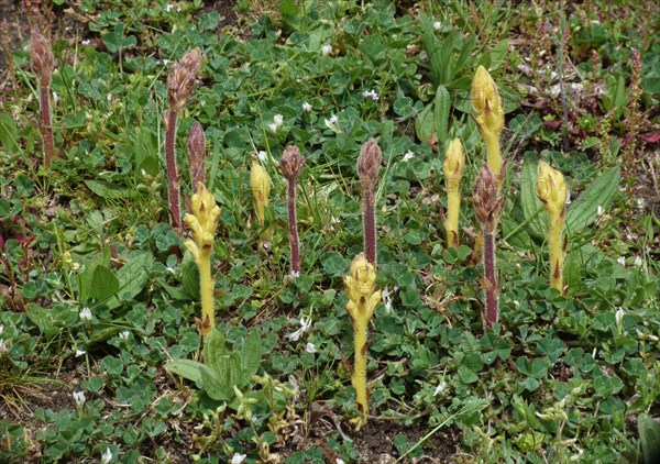 Red and yellow common broomrape