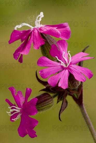 Red campion