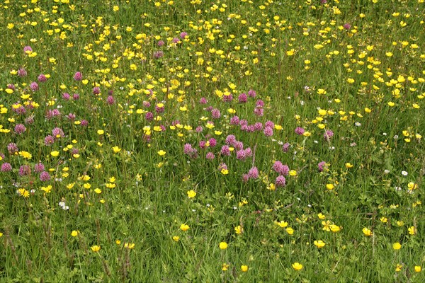 Red Clover