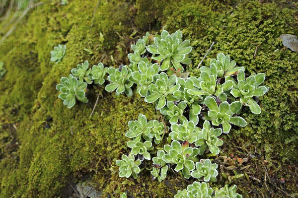 Livelong Saxifrage