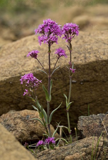 Alpine Catchfly